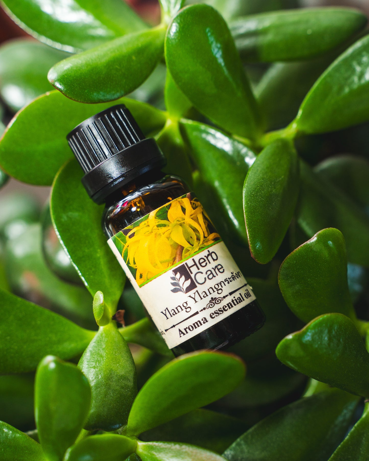 Aromatherapy Massage